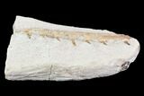 Fossil Mosasaur (Tethysaurus) Jaw Section - Goulmima, Morocco #107091-2